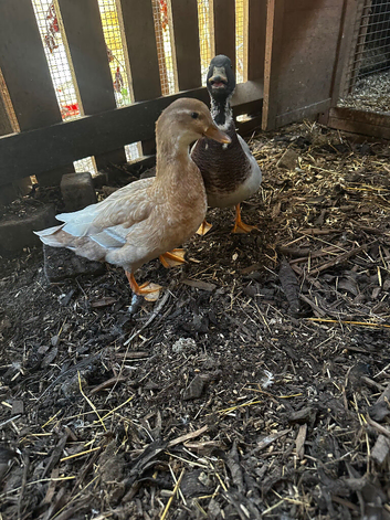 Call ducks