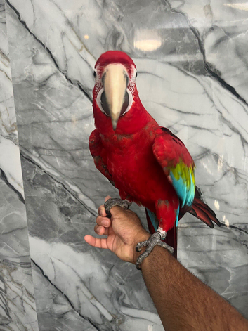 Stunning Lovely Super Tame Talking Greenwing Macaw Parrot