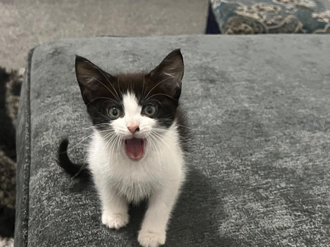 Kitten ready to leave