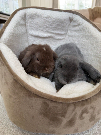 2 male mini lops