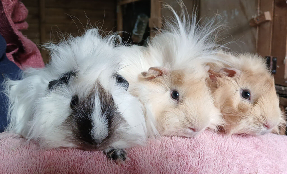 Gorgeous soft fluffy boys looking for new homes