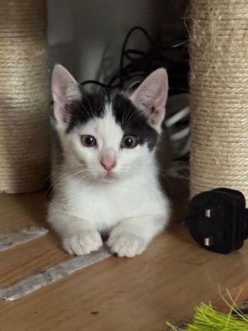 5 beutiful kittens for sale
