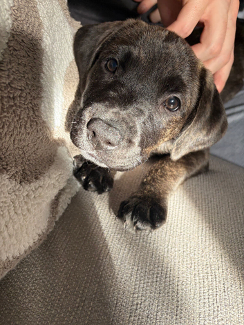 Staffie x Plott hound