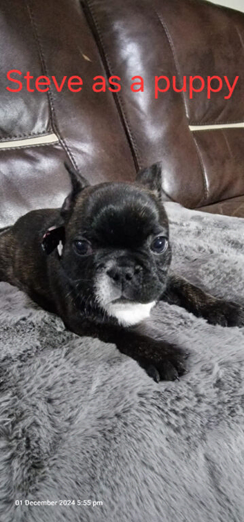 Brindle Frenchie Stud
