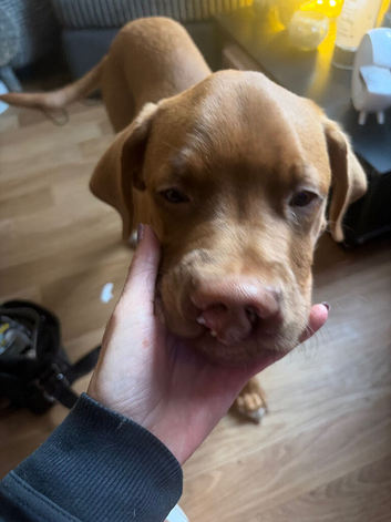 Dogue de Bordeaux