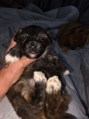 Yorkipoo x pomeranian