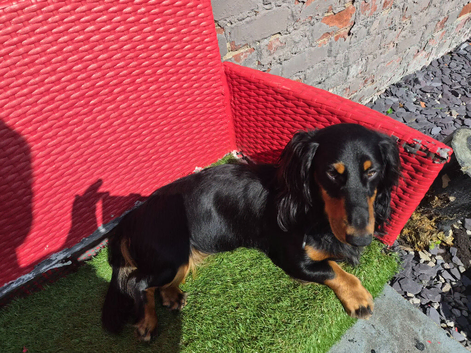 Longhair dachshund