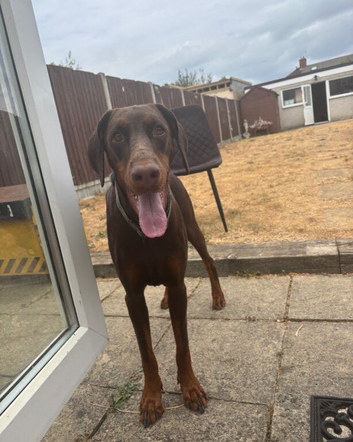 Female Dobermann