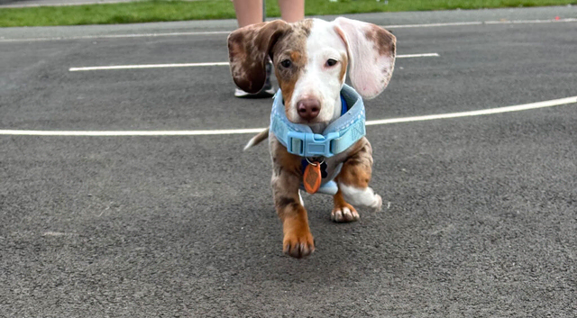 Frank - miniature dachshund