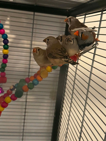 Young Baby Zebra Finches Cocks and Hens