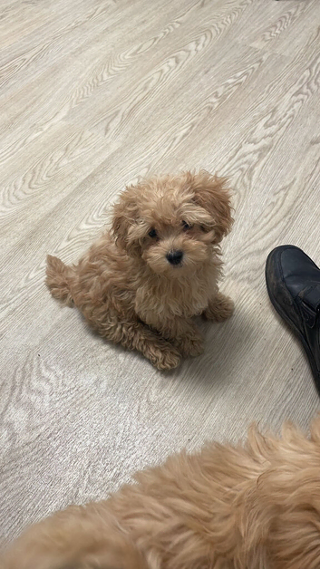 5 stunning tiny half Korean babies