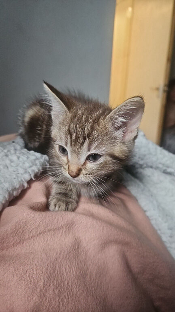 One rag doll kitten two mixed breed