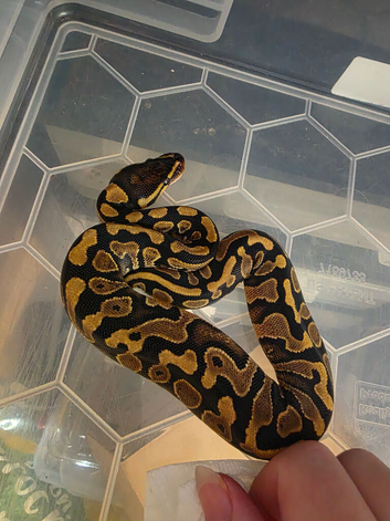 Multiple morphs baby ball pythons