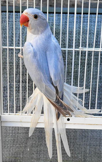 Semi Tame Beautiful Rare Opaline Cleartail Mutation Baby Ringneck