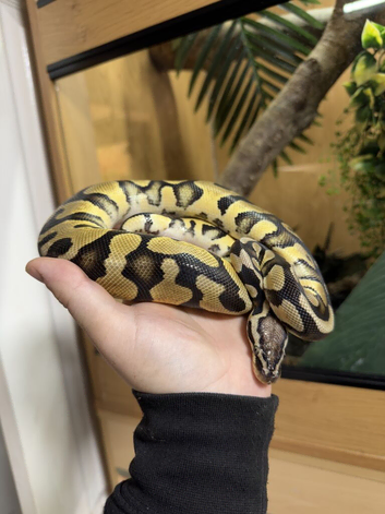 Pastel enchi male cb24