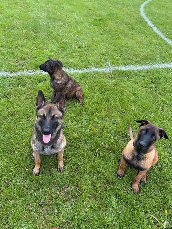 Lovely Pressa canario boy available