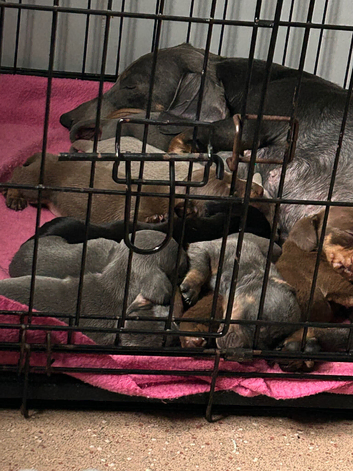 Baby sausage dogs