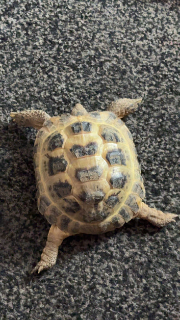 Femole horsefeild tortoise