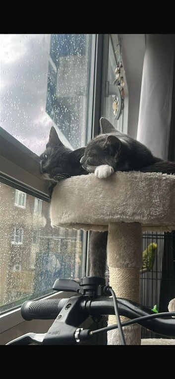 23 week old kittens