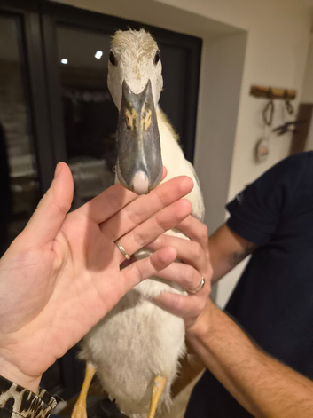 Indian runner ducks