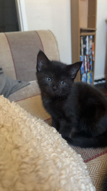 Mixed bengal kittens READY NOW!!