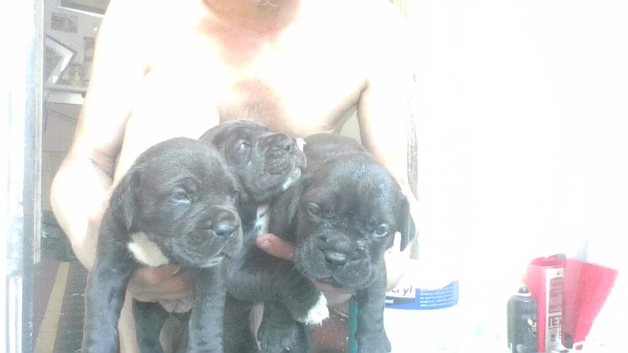 Dogue de Bordeaux mixed with Kane Corsa