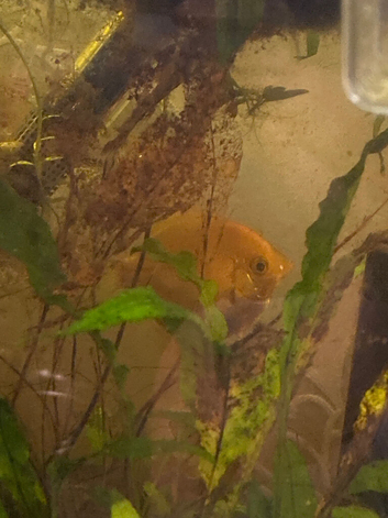 Gold head angle fish for sale collection only clitheroe