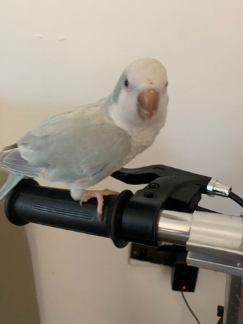 Tame Quaker parrot