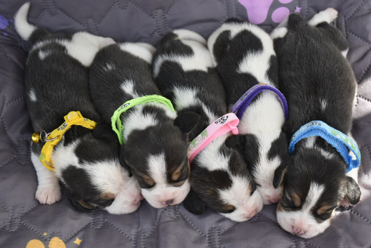 Beautiful beagle puppies