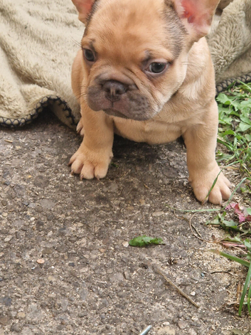 French bulldog puppies