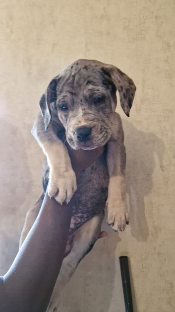 Mastiff x grey merle