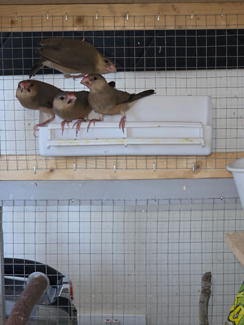 Ths year unsex Java finch