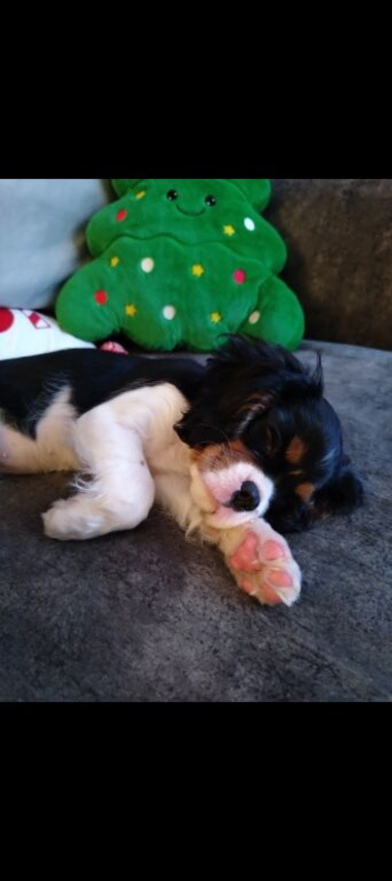 8 month old Cavalier KC Tri girl