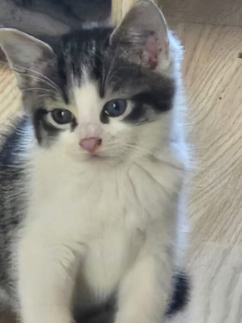 Kittens ready to leave now
