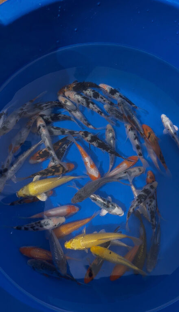 Koi carp 3-4 inch