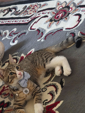 7 month domestic short hair