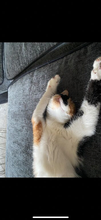 4year old female