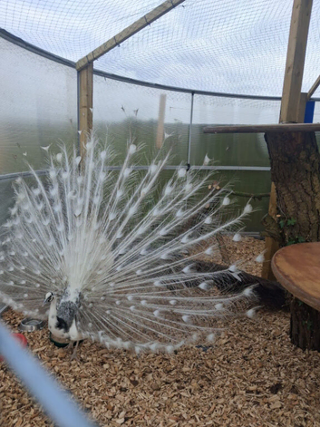 White Silver Pied Peacock &ndash; Fertile Male Full Train