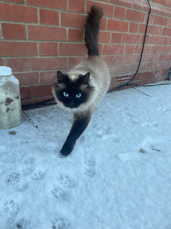 Ragdoll mix