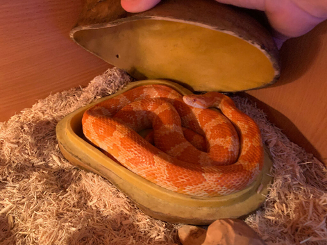 Corn snake with full set up