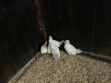 White Leghorn cockerals