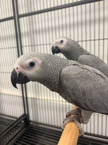 Hand Reared Baby African Greys