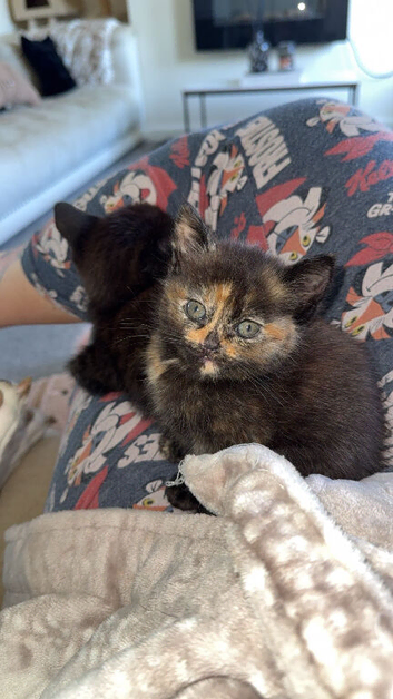 Kittens