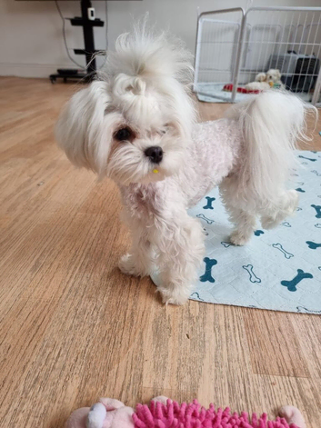 Korean maltese girl