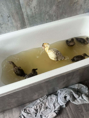 Khaki Campbell Ducklings &ndash; Quality Bloodlines!