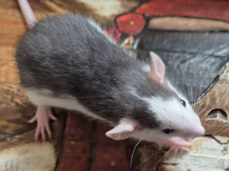 Baby Dumbo Rats