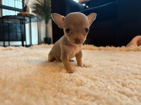 Tiny teacup female chihuahua puppies