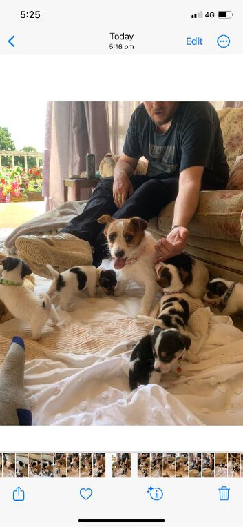 Pretty tri colour puppies