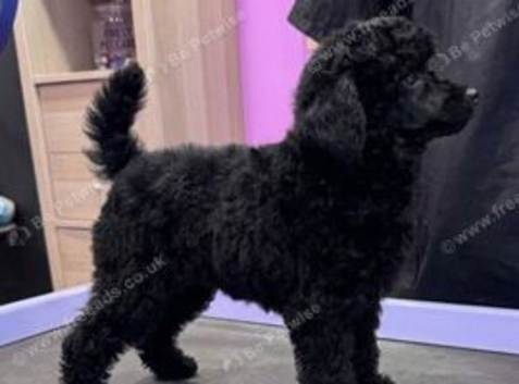 Kc Toy Poodle Puppy for Sale