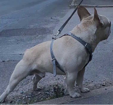 6 beautiful French bulldog puppies